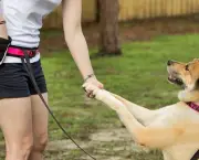 Adestramento Canino (1)