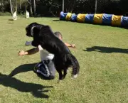 Adestramento Canino (2)