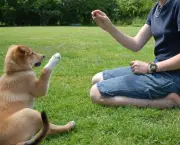 Adestramento Canino (4)