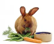 Brown female rabbit eating carrot tops, with pellet food in a bowl