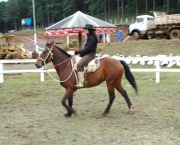 Cavalo Campeiro (2)