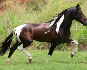 Cavalo Manga-Larga (1)