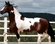 Cavalo Manga-Larga (2)