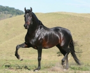Cavalo Manga-Larga (3)