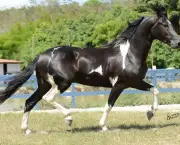 Cavalo Manga-Larga (4)