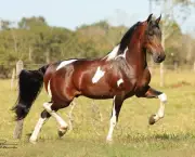 Cavalo Manga-Larga (5)