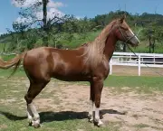 Cavalo Manga-Larga (7)