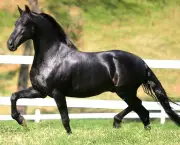 Cavalo Manga-Larga (8)