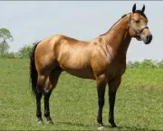 Cavalos Quarto De Milha (6)