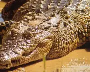 Crocodilídeos (4)
