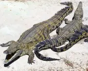 Crocodilídeos (5)