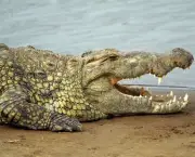 Crocodilídeos (6)