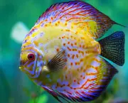 Curiosidades Sobre Peixes (7)