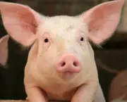 Curiosidades Sobre Porcos (1)