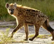 Curiosidades Sobre a Hiena (7)