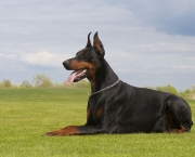 Cão Dobermann (3)