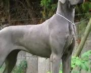 Cão Dogue Alemão (1)