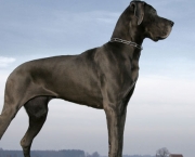 Cão Dogue Alemão (7)