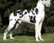 Cão Dogue Alemão (9)
