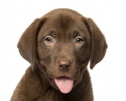 Cão Labrador (5)