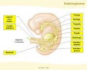 Desenvolvimento Embrionário (3)