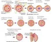 Desenvolvimento Embrionário (5)