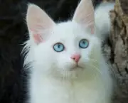 Gato Turkish Angorá (1)