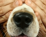 Glaucoma Em Cães (1)