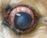 Glaucoma Em Cães (6)
