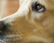 Glaucoma Em Cães (8)