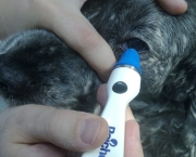 Glaucoma Em Cães (9)