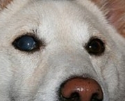 Glaucoma Em Cães (13)