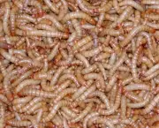 Larvas Tenébrio (5)