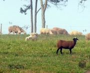 Ovelhas Leiteiras (2)