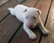 Five tips on how to potty train bull terrier puppies