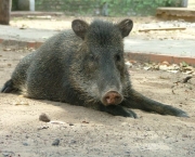 Queixada O Porco-Selvagem (17)