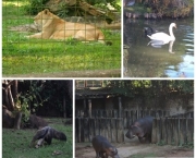 Zoológico Em Paulínia (10)