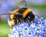 abelhas (1)