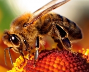 abelhas (2)