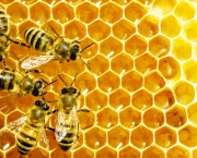 abelhas (3)