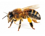 abelhas (5)