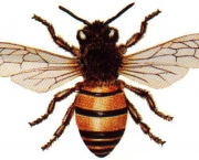 abelhas (6)