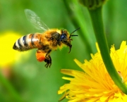 abelhas (7)