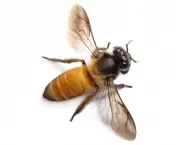 abelhas (9)