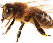 abelhas (10)