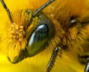 abelhas (11)