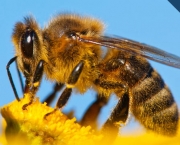 abelhas (12)