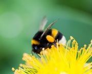 abelhas (13)