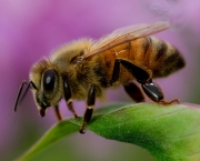 abelhas (15)
