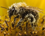 abelhas (16)